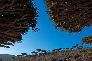 Alberi di Drago a Dirhur, foresta, area protetta sull'altopiano Dixam, isola di Socotra, Yemen