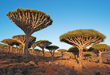 Alberi di Drago al tramonto a Dirhur, foresta, area protetta sull'altopiano Dixam, isola di...