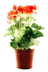 Begonia in pot on white background
