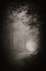 Mystische Szene im Wald