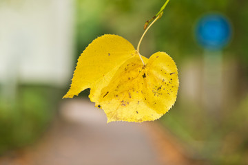 Gelbe Blätter weisen auf den kommenden Herbst hin