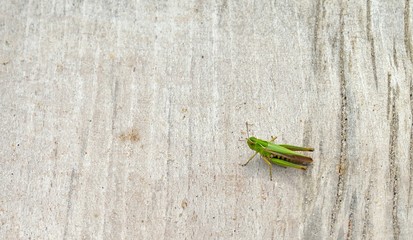 grasshopper