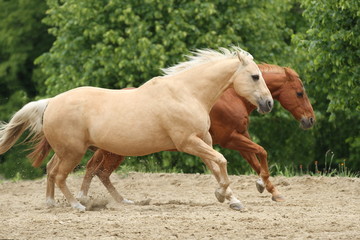 Zwei Pferde haben Spaß auf der Koppel
