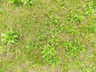 Meadow texture