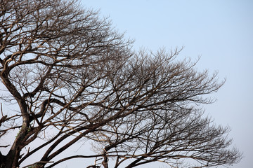 dry tree background.