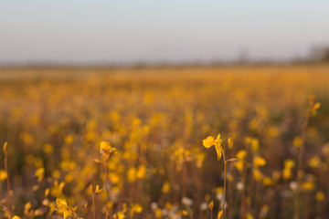 yellow flowering grass