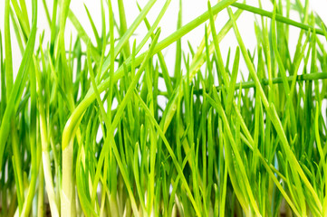 Green onion leaves