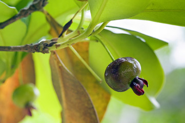 Grumichama, the Brazilian cherry