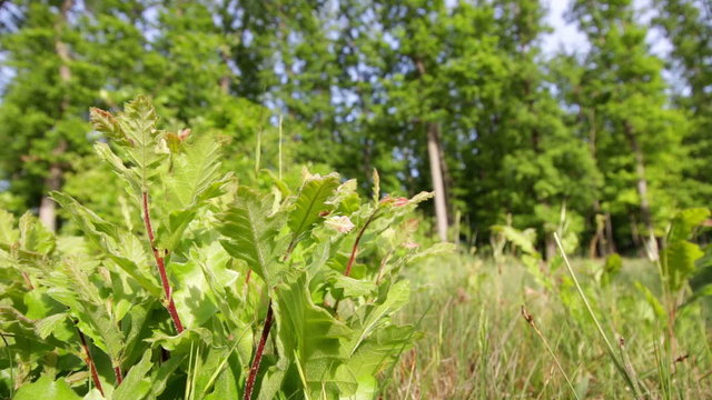 Forest detail, with oak leaves
