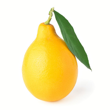 One lemon with leaf and twig. Isolated photo on white with saved clipping path