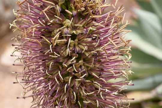 Macro photo of agave flower, Lloret de Mar, park, outdoor, Spain