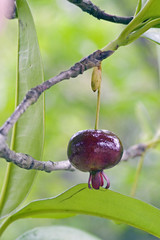 Grumichama, the Brazilian cherry