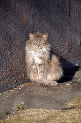 Naklejka na ściany i meble fluffy gray cat basking in the sun