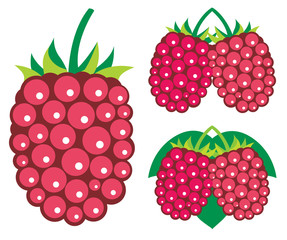 Raspberries vector illustrations