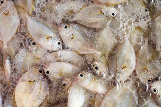 fresh ponyfish as background.