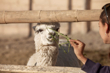 Young woman feeding lama in safari park.