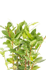 Fresh bay leaves