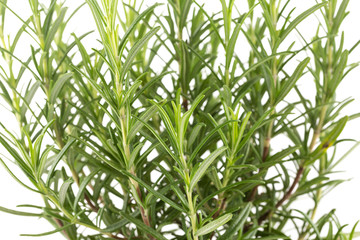 Obraz premium Branches of rosemary on a white background