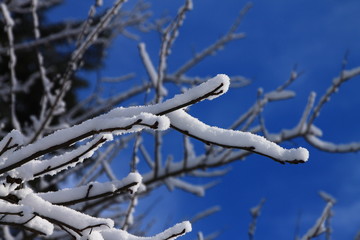 Obraz premium Fresh snow on the branch , winter moments