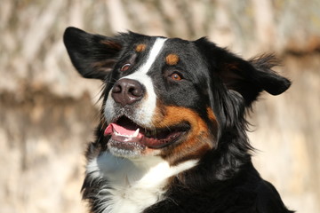 Portrait Berner Sennenhund - erschrocken