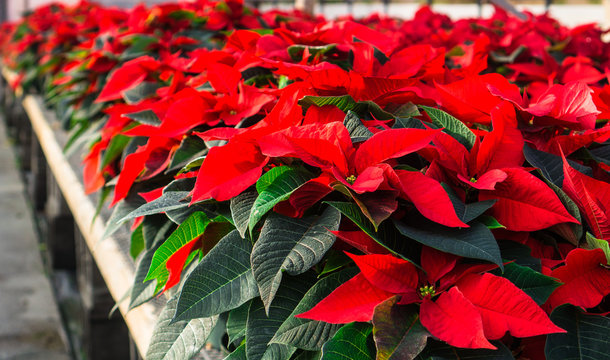 Red Poinsettias Ready For Sale For The Winter Holiday Season