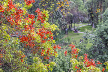 red flowers and green leaves at Santa Lucia park in Santiago, Chile