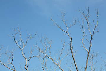 dry tree with blue sky