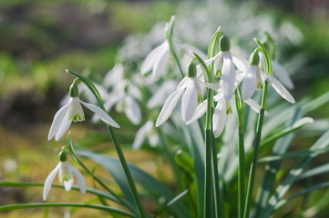 First spring flowers snowdrops on a sunny spring day