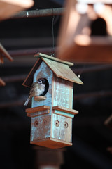 sparrow with bird house