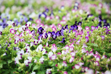 colorful wishbone flower