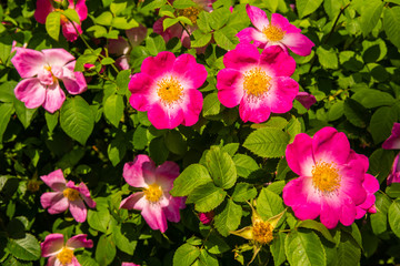 Obraz premium Bush of beautiful pink dog-roses in a garden