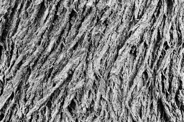 Tree bark wood texture background.