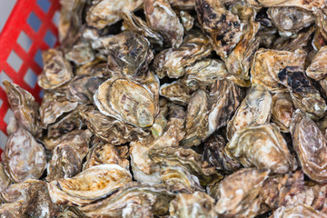 Oysters market in Cancale, France