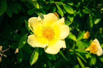 Bush of beautiful yellow dog-roses in a garden