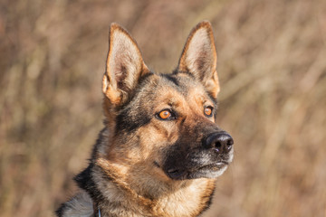 Deutscher Schäferhund