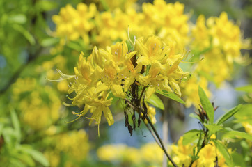 Rhododendrons and azaleas in the garden