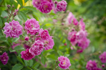 Pink rose flower