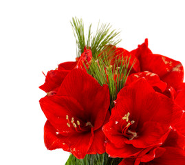 Amaryllis blossoms. Christmas flowers bouquet on white