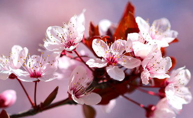 Obraz premium White with red flowers of the cherry blossoms on a spring day 