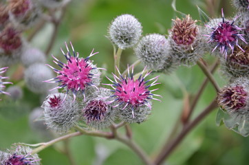 Gewöhnliche Distel mit rosa Blüten