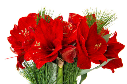 Amaryllis blossoms. Red christmas flowers bouquet