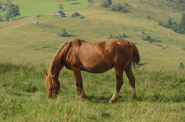 Fototapeta na wymiar Horse at mountains