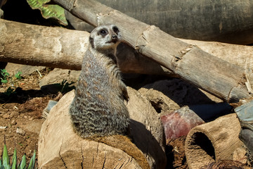 Сурикат сидящий на стволе дерева © soloviev_andrey