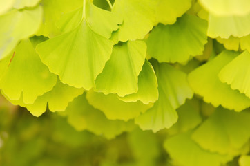 Leaves of Gingko Biloba