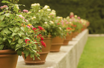Vases with flowers in the Park