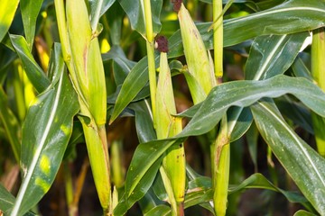 Corn field close up