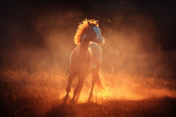 Appaloosa horse run in dust - obrazy, fototapety, plakaty