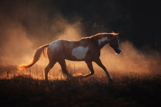 Appaloosa horse run in the gold dust