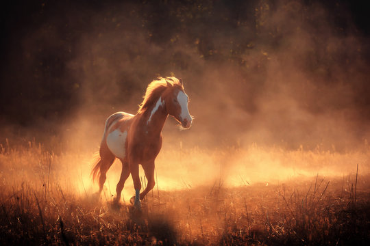 Appaloosa horse run in dust