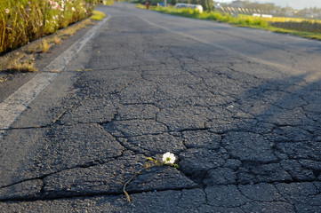 a flower on road